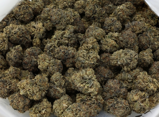 Purchase MJ Flower